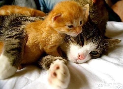 日本猫岛的猫可以抱走吗:猫如何看待主人送走她的孩子？