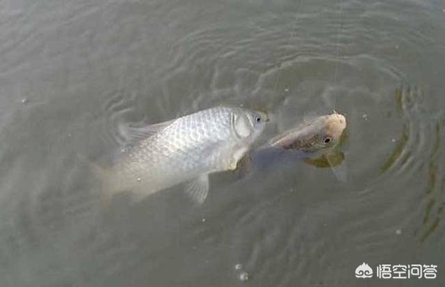 鮣鱼吃什么食耳:钓鲫鱼用拉饵还是搓饵好？