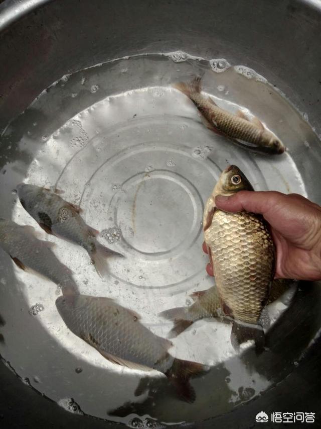 鮣鱼吃什么食耳:钓鲫鱼用拉饵还是搓饵好？