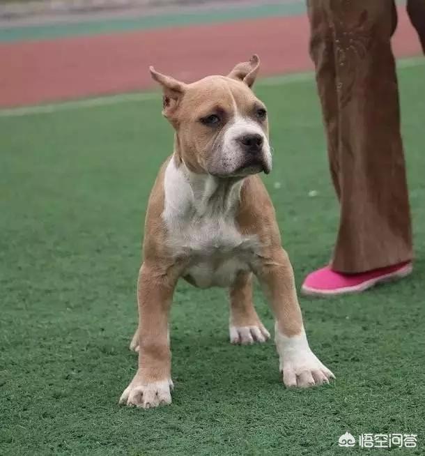 大型美国斯塔福梗价位:斯塔福犬怎么样，属于猛犬吗？