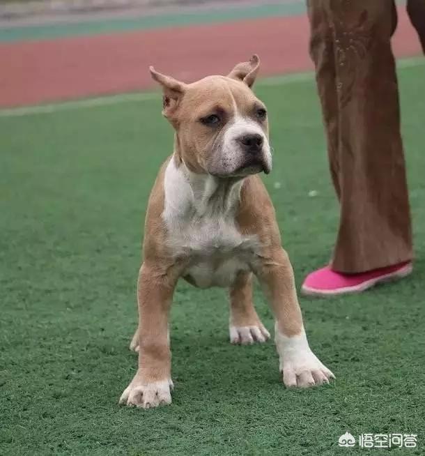 斯塔福犬:比特犬和斯坦福犬相比，谁的战斗力更强一些？为什么？