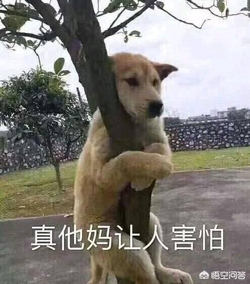 原生藏獒ko中亚:德牧和昆明犬真的不是藏獒的对手吗？