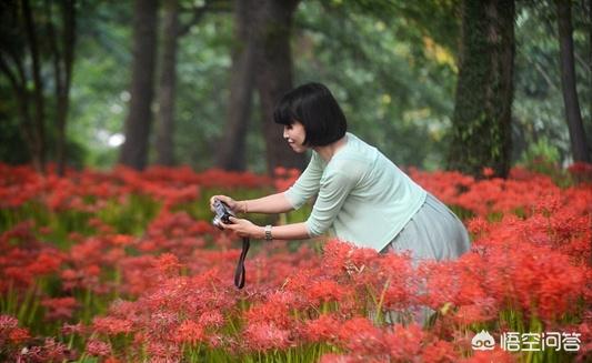 头条问答 中国哪里能看到彼岸花 个回答