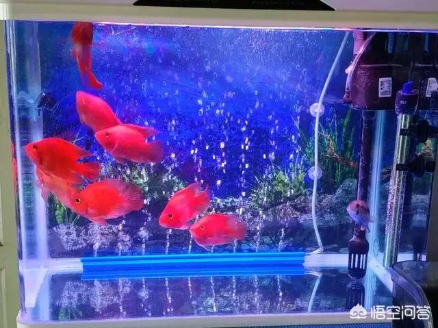 热带鱼饲养视频:饲养热带鱼时，如何保持水质？