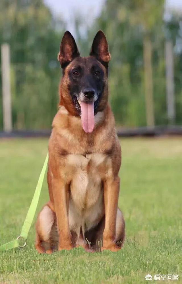 头条问答 - 马犬聪明吗?马犬会咬人吗?(7个回答)
