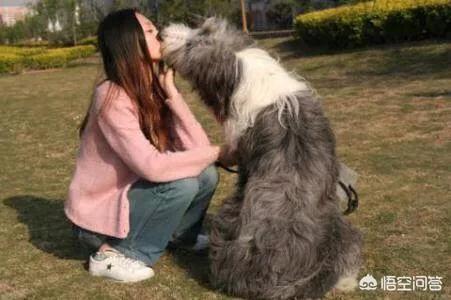 狗狗爱:宠物狗喜欢周游四海还是喜欢安定的居家生活？