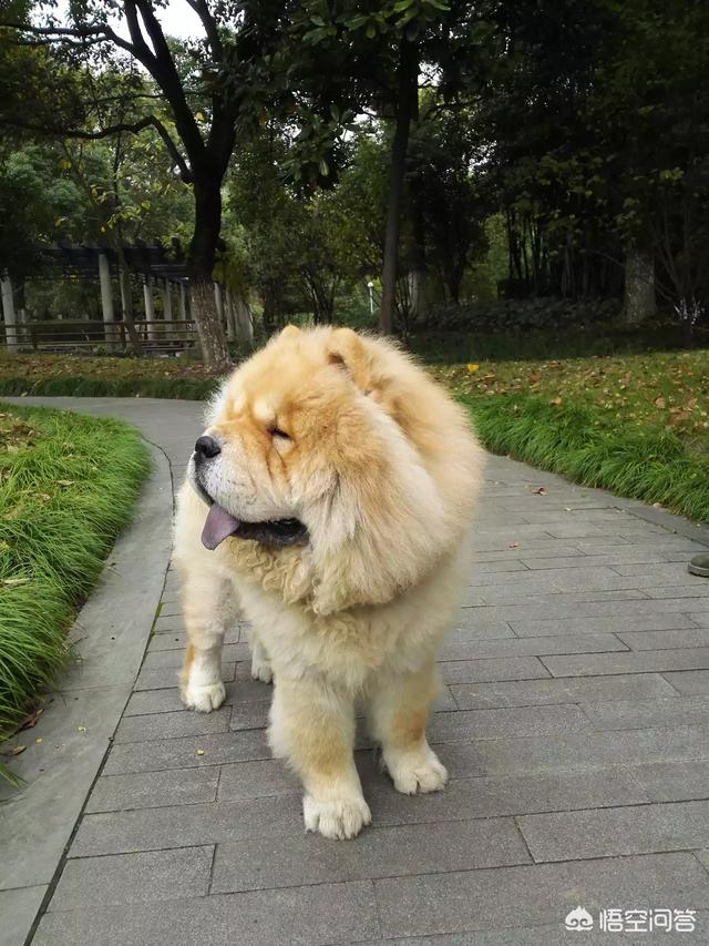 俊介犬:俊介犬打架后破皮出血了，该怎么处理？