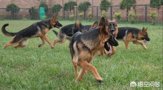 马犬能单挑打败狼吗，五只训练有素的军队狼犬能打败一只藏獒吗