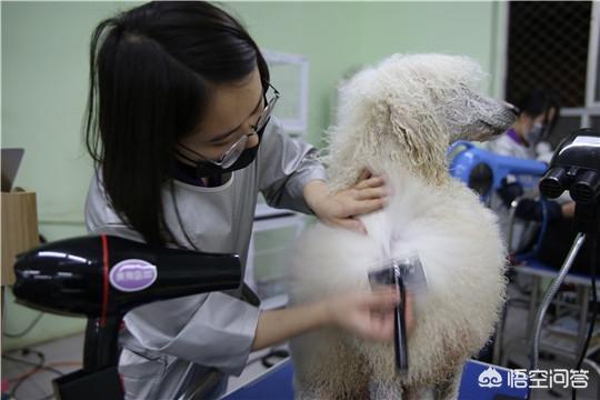 驯犬师和宠物美容哪个:宠物美容师资格证很重要吗？