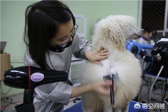 上海博纯宠物美容学校:学习宠物美容，应该去店里当学徒还是直接去培训学校？