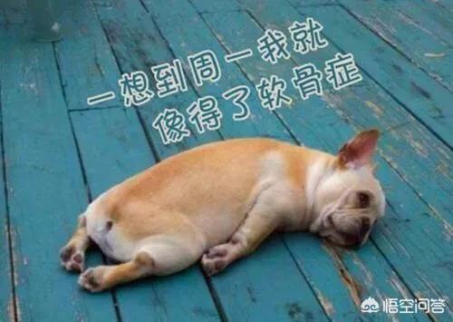 1岁阿拉斯加雪橇犬性格:一岁的阿拉斯加到新家需要注意什么？