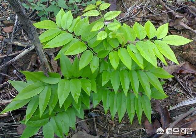 头条问答 黄花梨盆栽怎么养 3个回答