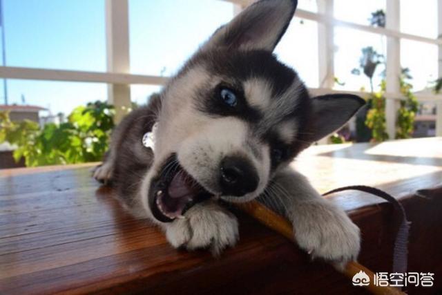 宠物犬图片:哪些品种的狗长得很像，很容易被认错？