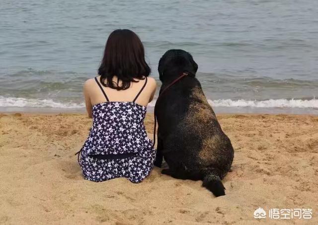 北京拉布拉多狗:拉布拉多犬力气太大老人养拉不住怎么办？