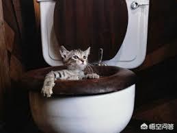 猫咪睡在猫砂盆:猫一直蹲在猫砂盆前，是什么原因？