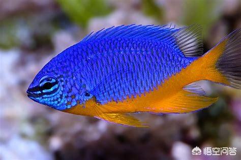 头条问答 - 要怎么饲养黄肚蓝魔?(2个回答)