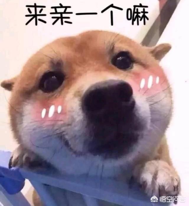 女人爱狗狗pp截图:为什么有些女生喜欢狗狗呢？