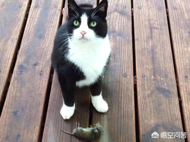 猫为什么怕黄瓜:关于猫咪的冷知识有哪些？