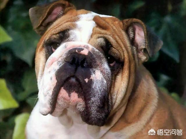 法国斗牛犬价格:市场上一只法斗大约多少钱？ 法国斗牛犬价格下降