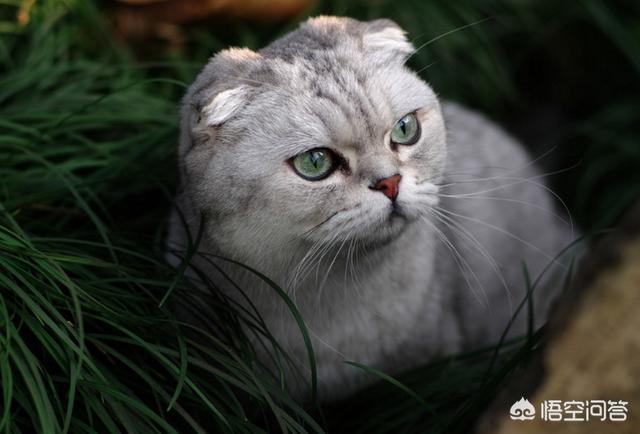 折耳猫遗传病发病率:一千块钱买的蓝猫，怎么是折耳的？好养吗？