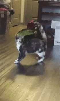 搓手猫卖萌惹人怜:想买一只性格温顺、粘人能随便撸的小猫，有什么推荐吗？