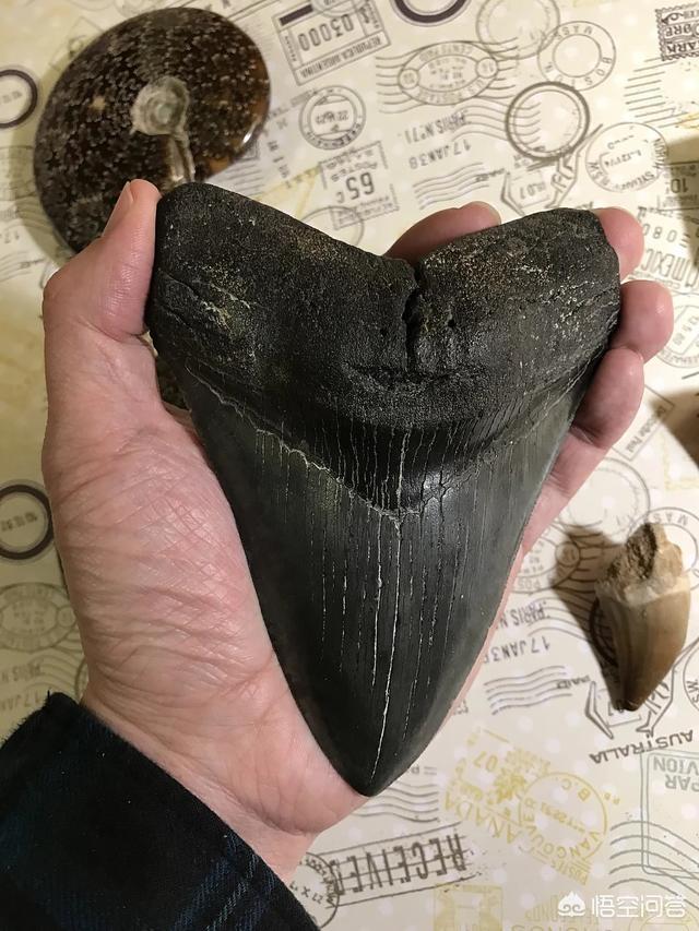 湾鳄vs巨型虎鲨:假如巨齿鲨和沧龙打一架，谁赢？