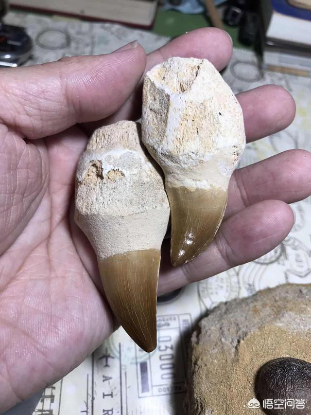 湾鳄vs巨型虎鲨:假如巨齿鲨和沧龙打一架，谁赢？
