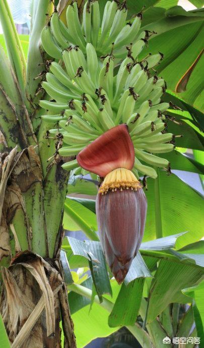头条问答 种香蕉时为什么要把香蕉下面的花蕾砍掉 2个回答