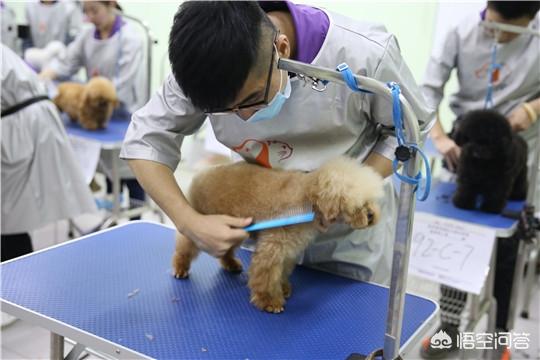 美登宠物美容学校还有吗:想学汽车维修和汽车美容，哪些培训学校值得推荐？ 美登宠物美容学校