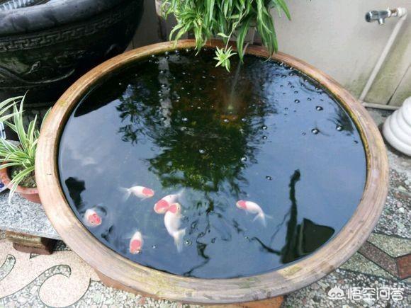 古法养鱼是什么意思，对在水缸养鱼养睡莲有什么好的建议吗？