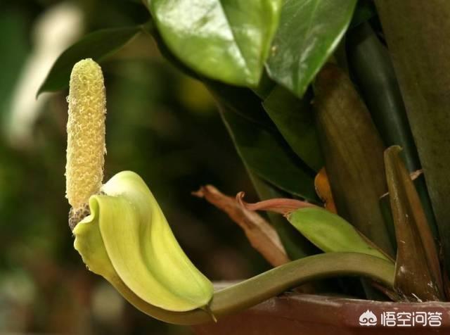 有毒植物:金钱树有毒吗？能在家里养吗？