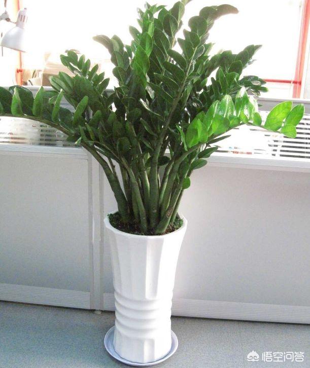 有毒植物:金钱树有毒吗？能在家里养吗？