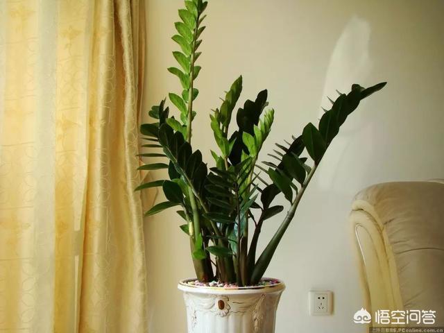 有毒植物:金钱树有毒吗？能在家里养吗？