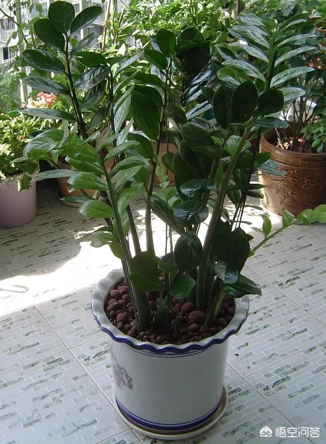 有毒植物:金钱树有毒吗？能在家里养吗？
