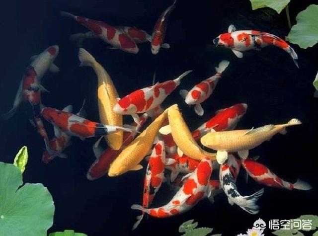 80鱼缸能养龙凤锦鲤:锦鲤能在水族箱里养殖吗，怎么养比较好？