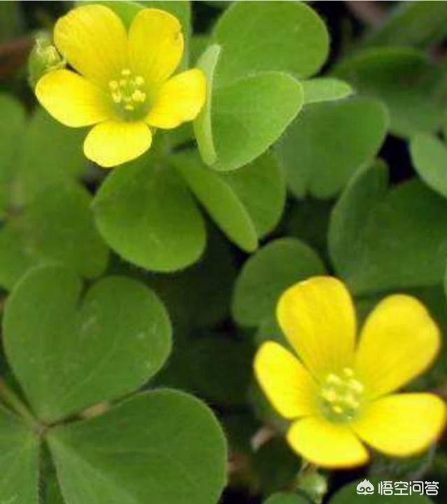 头条问答 酢浆草是什么味道的 美与体验的回答 0赞