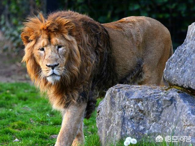 藏獒信息网至尊藏獒怪狮子:古代中国说的狮子是不是藏獒？
