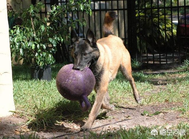 马犬训练视频:比格犬训练教程视频 你认为马犬有哪些优秀之处？