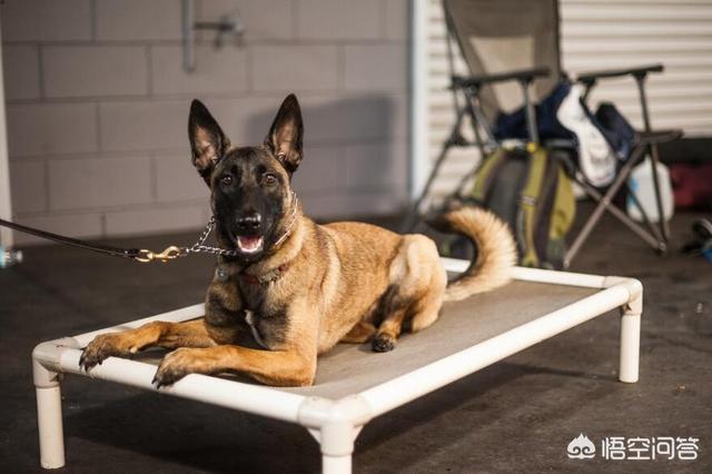 马犬训练视频:比格犬训练教程视频 你认为马犬有哪些优秀之处？