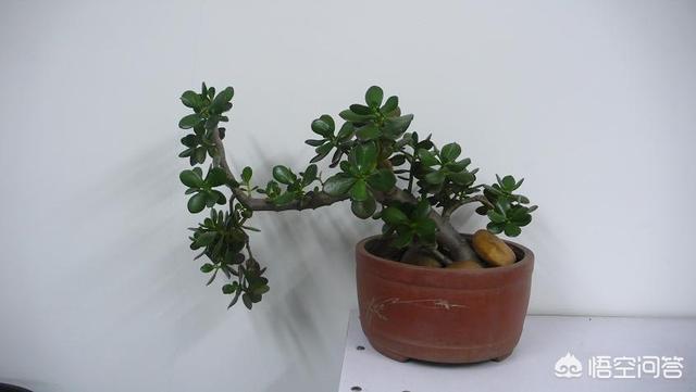 玉树养成盆景的几个技巧，为什么有人养在室内就容易挂掉呢？插图39