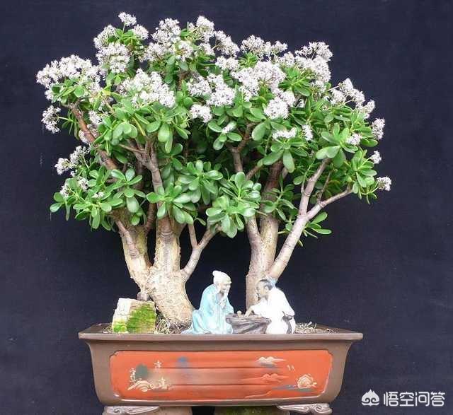 玉树养成盆景的几个技巧，为什么有人养在室内就容易挂掉呢？插图40