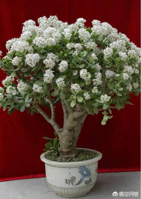 玉树养成盆景的几个技巧，为什么有人养在室内就容易挂掉呢？插图41