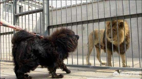 野生藏獒咬架视频:十只藏獒能打赢一头雄狮吗？