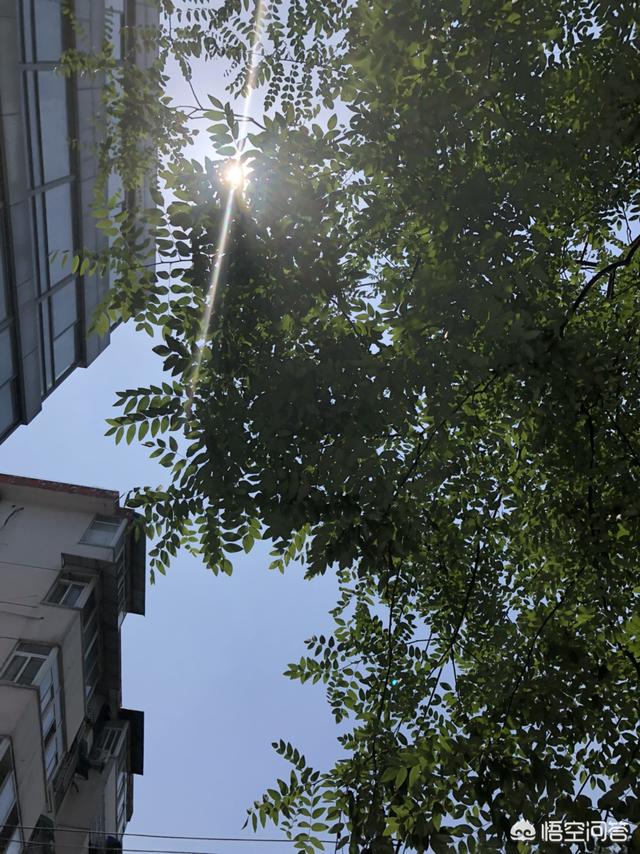 气虚及免疫力低下的人如何调理身体？