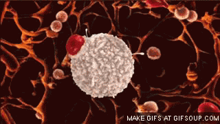 吞噬细胞与组织细胞有什么区别?