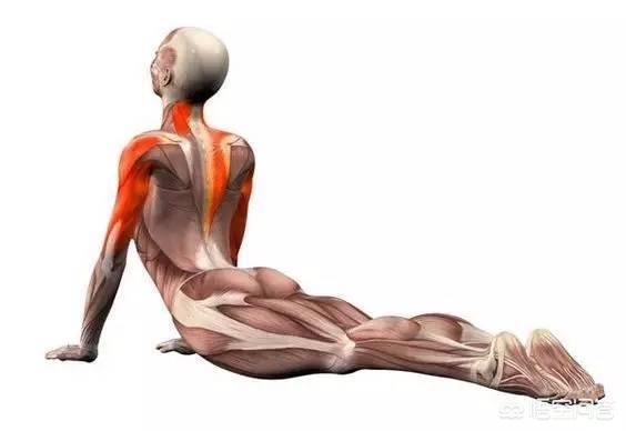 头条问答 如何做瑜伽眼镜蛇式 这个动作主要需要练什么 16个回答