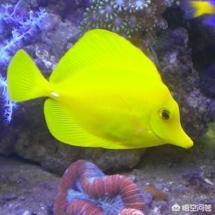 养宠物鱼:鸬鹚能不能养呢？怎样养好鸬鹚呢？