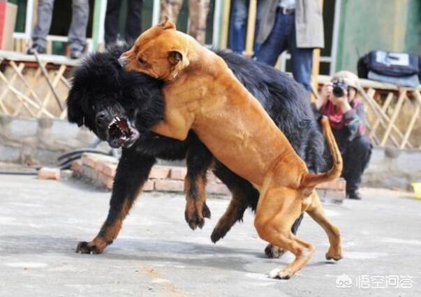 斗牛马士提夫犬:哪些狗可以打得过比特犬？