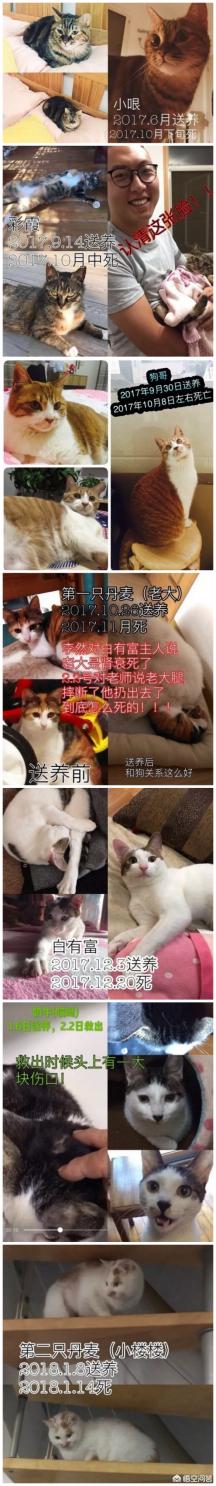 虐猫群怎么加:虐猫者被爱猫志愿者围堵暴打？