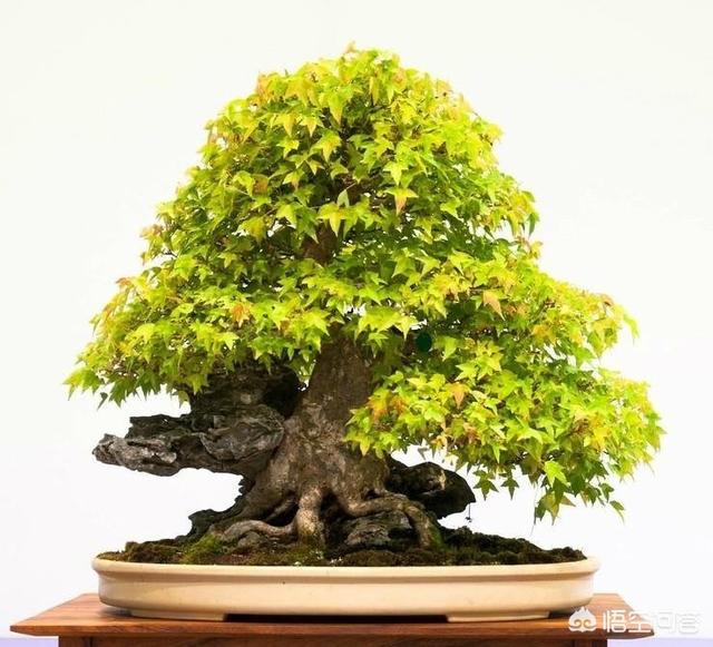 头条问答 哪些植物盆栽看上去就感觉有中式古韵的味道 4个回答